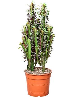 Молочай треугольный (Эуфорбия Тригона Рубра)