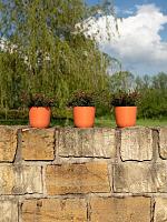 Кашпо Palermo pot coral D17 H15 см Кашпо Palermo pot coral D17 H15 см