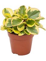 Пеперомия Туполистная Обтипан Биколор H20 D12 см