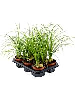 Нолина (Бокарнея отогнутая) 3 луковицы H45 D12 см Нолина (Бокарнея отогнутая) 3 луковицы H45 D12 см