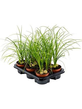 Нолина (Бокарнея отогнутая) 3 луковицы Нолина (Бокарнея отогнутая) 3 луковицы