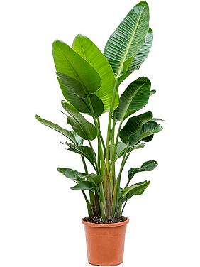 Стрелиция Николая Стрелиция Николая