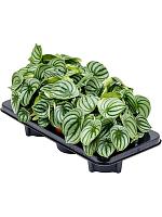 Пеперомия Арбузная H20 D12 см