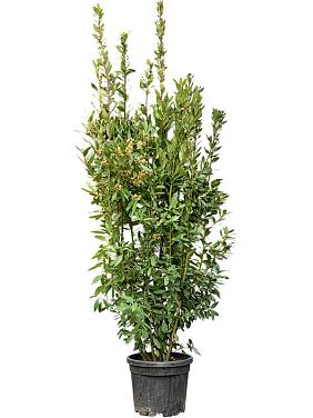 Лавровое дерево (Лавр благородный)