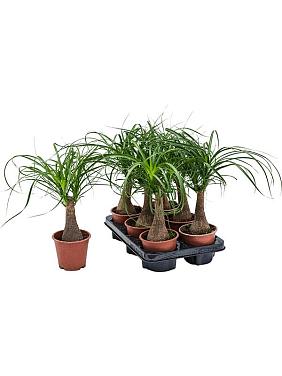 Нолина (Бокарнея отогнутая) Нолина (Бокарнея отогнутая)