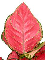 Аглаонема Ред Джой H30 D12 см Аглаонема Ред Джой H30 D12 см