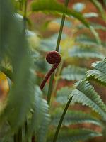 Папоротник искусственный W120 H150 см