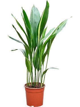 Аспидистра Элатиор вариегата