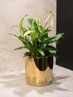 Кашпо Jille pot gold D11 H11 см Кашпо Jille pot gold D11 H11 см