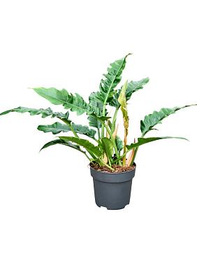 Филодендрон Нарроу Эскейп Филодендрон Нарроу Эскейп