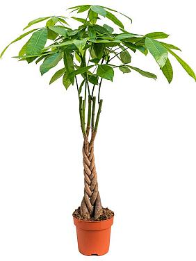 Пахира Акватика переплетенная