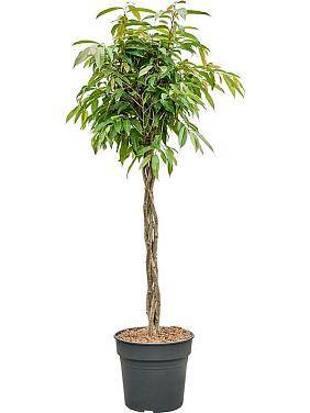 Фикус Бенедикта Амстел Кинг переплетенный Фикус Бенедикта Амстел Кинг переплетенный