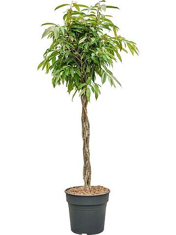 Фикус Бенедикта Амстел Кинг переплетенный Фикус Бенедикта Амстел Кинг переплетенный