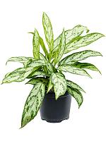 Аглаонема Сильвер Квин H35 D14 см