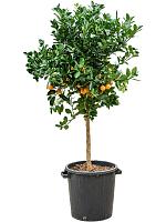 Цитрофортунелла Каламондин H160 D38 см