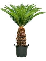 Цикас Революта H140 D45 см