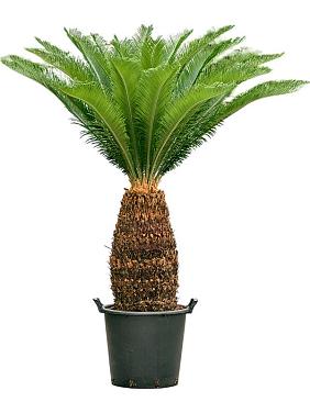 Цикас Революта