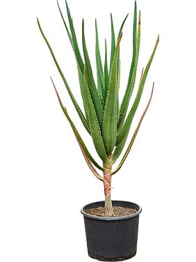 Алоэ Байнеса