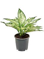 Аглаонема Вайт Даймонд H30 D13 см