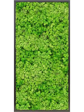 Картина из мха mdf ral 9005 satin gloss 100% reindeer moss (light grass green) Картина из мха mdf ral 9005 satin gloss 100% reindeer moss (light grass green)