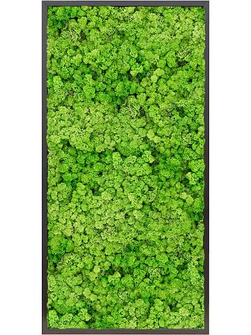 Картина из мха mdf ral 9005 satin gloss 100% reindeer moss (light grass green) Картина из мха mdf ral 9005 satin gloss 100% reindeer moss (light grass green)