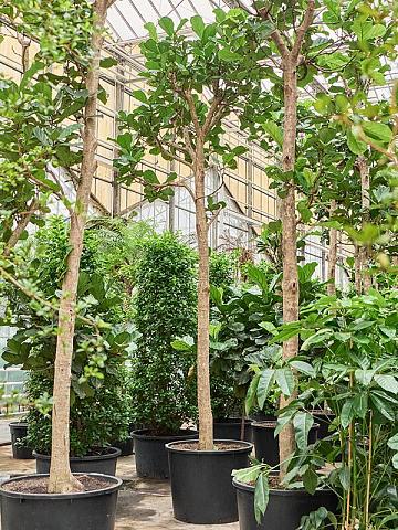 Фикус Лирата разветвленный Фикус Лирата разветвленный