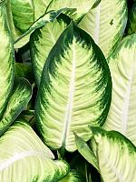 Диффенбахия Тропик Марианна H55 D19 см