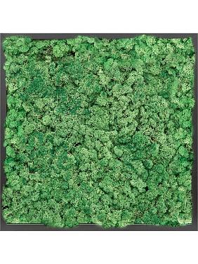 Картина из мха mdf ral 9005 satin gloss 100% reindeer moss (grass green) Картина из мха mdf ral 9005 satin gloss 100% reindeer moss (grass green)