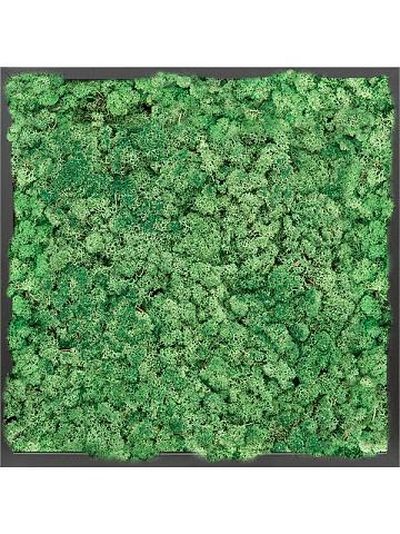Картина из мха mdf ral 9005 satin gloss 100% reindeer moss (grass green) Картина из мха mdf ral 9005 satin gloss 100% reindeer moss (grass green)