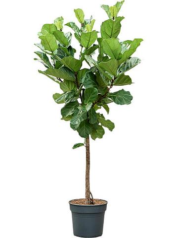 Фикус Лирата Фикус Лирата