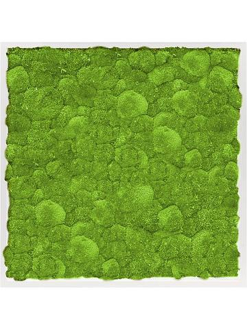 Картина из мха mdf ral 9010 satin gloss 100% ball moss Картина из мха mdf ral 9010 satin gloss 100% ball moss