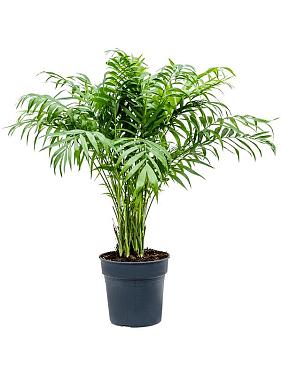 Хамедорея Элеганс изящная