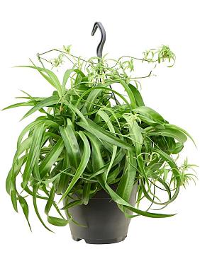 Хлорофитум Грин Бонни кудрявый ампельный Хлорофитум Грин Бонни кудрявый ампельный