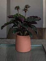 Кашпо Ceramic sofia xs peacan brown D9 H11 см