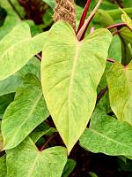 Филодендрон Пейнтед Леди на опоре H100 D21 см