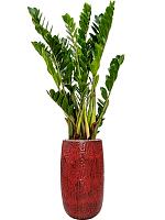 Замиокулькас замиелистный H80 D21 см