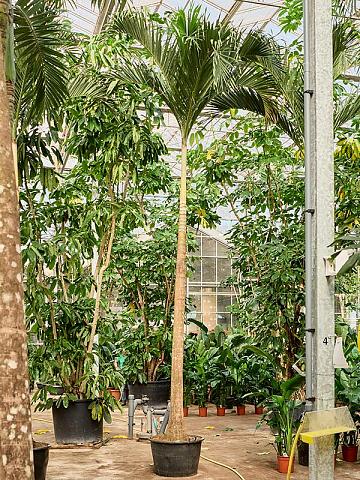 Вейтчия Мерилли (Адонидия)