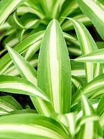 Хлорофитум Вариегата хохлатый H17 D9 см