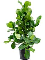 Клузия Росеа 3 ствола H105 D24 см