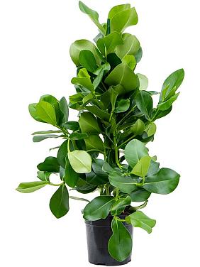 Клузия Росеа 3 ствола Клузия Росеа 3 ствола