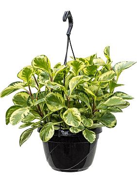 Пеперомия Туполистная Пеперомия Туполистная