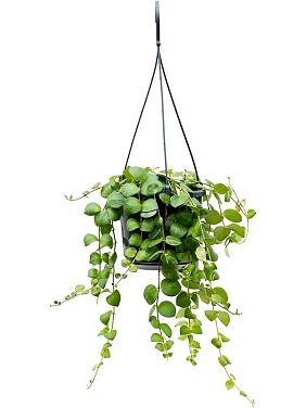 Эсхинантус Пинк Полька ампельный Эсхинантус Пинк Полька ампельный