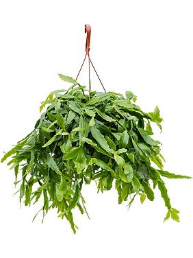 Рипсалис Криспата ампельный Рипсалис Криспата ампельный