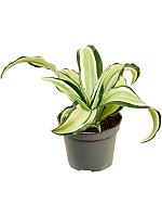 Драцена Фрагранс Малайка H12 D6 см
