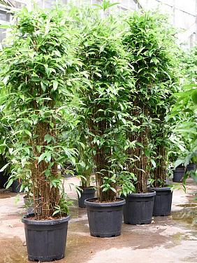 Драцена Суркулоза (Годсефа) Драцена Суркулоза (Годсефа)