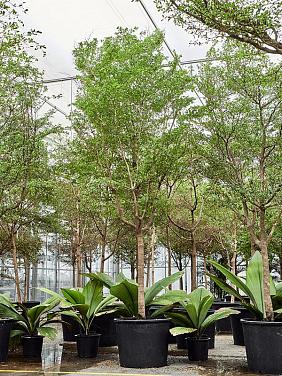 Буцида Буцерас (Терминалия) Буцида Буцерас (Терминалия)