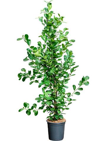 Фикус Микрокарпа Мокламе Фикус Микрокарпа Мокламе