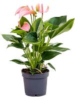 Антуриум Андрианум Джоли розовый H40 D12 см