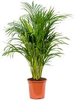 Арека Хризалидокарпус (Дипсис желтоватый) H100 D21 см