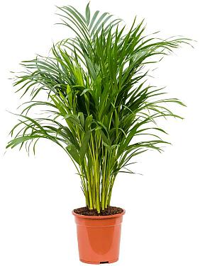 Арека Хризалидокарпус (Дипсис желтоватый) Арека Хризалидокарпус (Дипсис желтоватый)